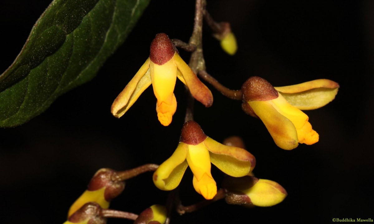 Polygala arillata Buch.-Ham. ex D.Don